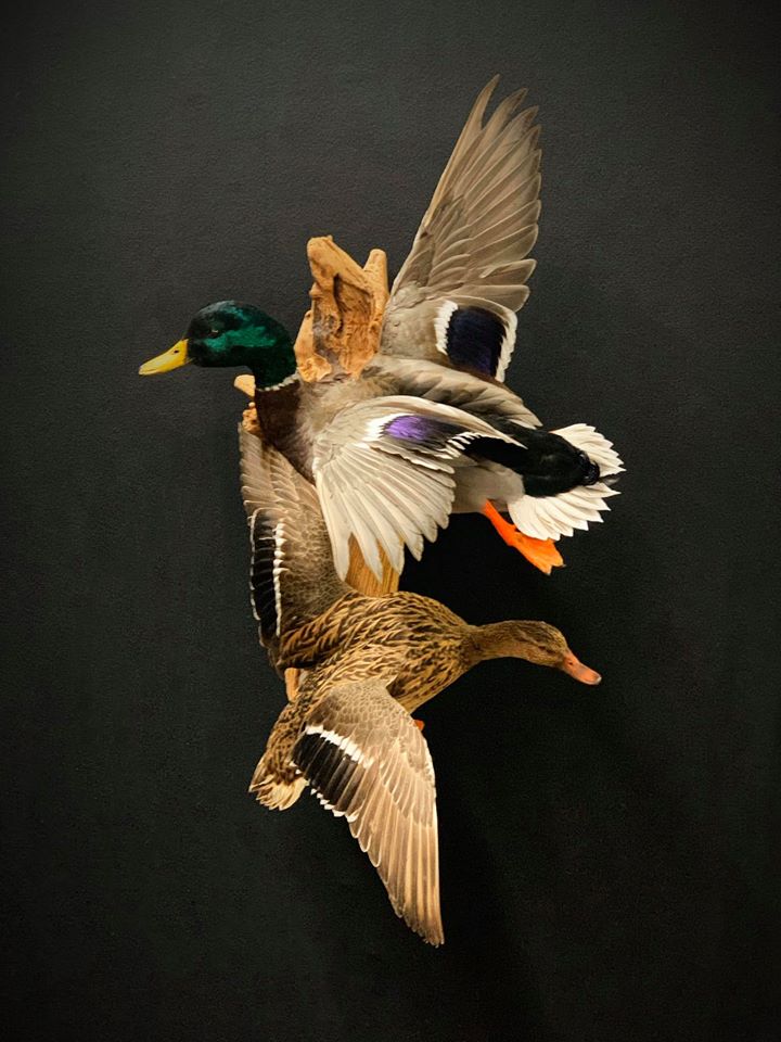 mallard duck mount ideas
